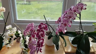 How I Know Which Orchids to Grow In Bark or Moss, What I Use & Info