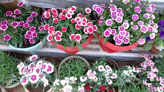 All About Dianthus Flowering Plant 🌸🌸 Dianthus plant की care कैसे करें