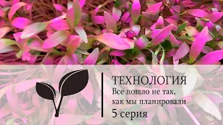 Технология. Домашняя теплица. 5 серия. Все пошло не так как мы планировали