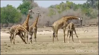 giraffe trying to escape from attacking crocodile