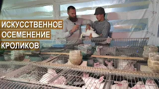 Зачем нужно искусственное осеменение кроликов? Получение и исследование эякулята. Кроличья ферма