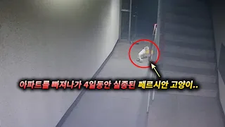 아파트를 빠져나가 4일동안 실종된 페르시안 고양이..(고양이탐정)