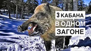 Загонная охота на кабана 2021