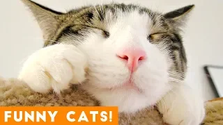 Funniest Cat Compilation September 2018 | Funny Pet Videos