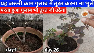 मरता हुआ गुलाब तुरंत जी उठेगा करे यह जरूरी काम | How To Save Dying Rose Plant | Scale Insect Problem