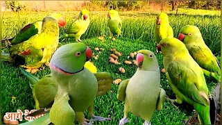 Ringnaeck parrot talking sound | Parrot sound natural video | Tanishu Singh Miniature |@ParroTube