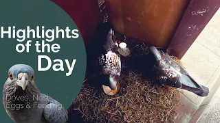 Best of the Day: Doves, Nest, Eggs & Feeding Highlights 🕊️🥚🍽️