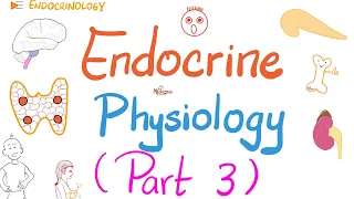 Endocrine Physiology (Part 3 of 3) | Endocrinology series