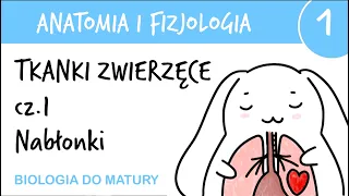 Tkanki zwierzęce cz.1 - Nabłonkowe - Anatomia i fizjologia 1 - matura z biologii