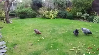 Chicken walking backwards