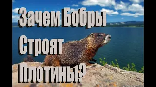 Зачем бобры строят плотину?