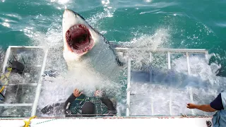 Shark Cage Diving Gone Wrong!