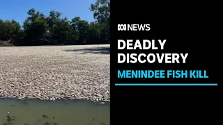 Dead fish 'as far as the eye can see' in NSW mass kill event | ABC News