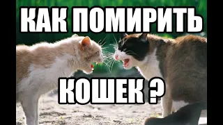 #93 Как помирить кошек  (#британские #кошки #happy #cats #сара #соня #sara #sonya)