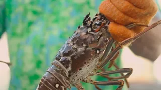 Catching Spiny Lobster in Shallow Water in the Florida Keys! (5ft)