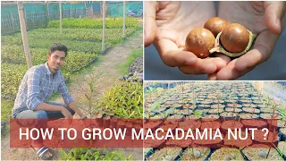 What is Macadamia Nut? | How can grow Macadamia Nut? || मैकाडामिया नट कैसे उगा सकते हैं??