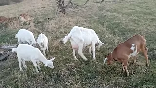 Как я кормлю своих коз