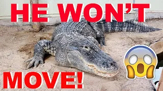 Help! My Alligator Won't Explore His New Beach!!!