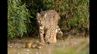 Linx lince Lynx Andujar