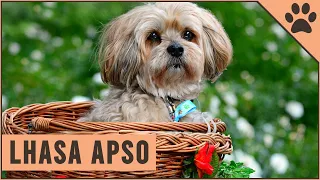 Lhasa Apso - Dog Breed Information
