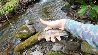 Spring 2022, Dry fly fishing for a Smoky Mountain National Park Trout Slam with a Moonshine 3 weight