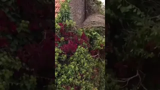 Removal of some overgrown ivy😳😍