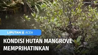 Kondisi Hutan Mangrove Beberapa Dalam Keadaan Rusak | Liputan 6 Aceh