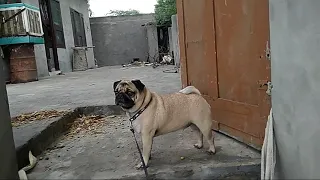 pug dog barking and aggressive 😤