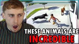 Reacting to 35 Hero Animals That Saved Human Lives !