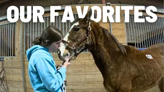 Will We Find Her? Searching For Our New Horse At The NATIONAL CLYDESDALE SALE!