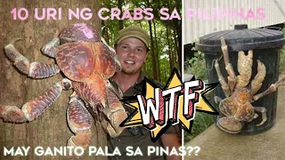 Kakaibang Hayop | Alimango at Mud Crab | 10 MOST UNIQUE CRABS IN THE PHILIPPINES | Poisonous Crab