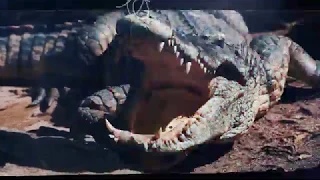 Alligator Wrestlers in Action