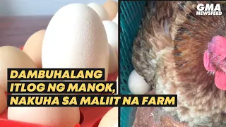 Dambuhalang itlog ng manok, nakuha sa maliit na farm | GMA News Feed