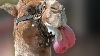 Here is Why Camels Grow Balloons In Their Mouth