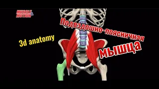 Подвздошно-поясничная мышца. 3d anatomy. MUSCLE MOTION