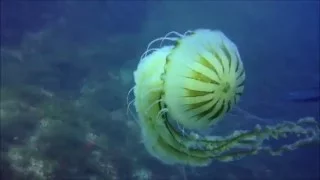 Medusa aguamar gigante (Chrysaora hysoscella) - Giant compass jellyfish