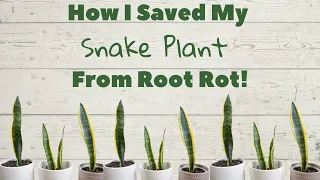 How I Saved My Snake Plant From Root Rot! Repotting Sansevieria/ Mother In Law's Tongue Plant
