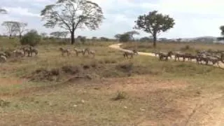 Lots n lots of zebras