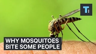 Why mosquitoes bite some people