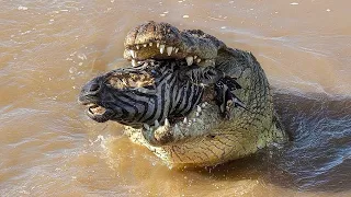 Zebra Dying In a Crocodiles Jaws