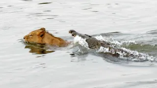 Crocodile Attacks a Male Lion - Latest Wildlife Sightings