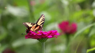 Butterfly in Ziniya flower  - 4K - Shot on Canon R5