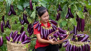 Harvest EGGPLANT garden goes to the market sell | Ella Daily Life