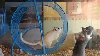 Slow Motion Gerbils - Epic!