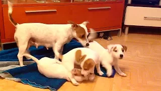 Crazy Jack Russell Terrier with her crazy puppies 2