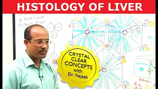 Hepatocytes and Portal Vein | Liver Histology | Dr Najeeb
