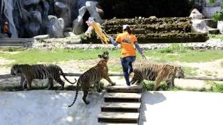 Тигры играются