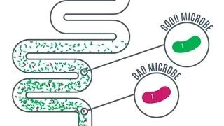 Gut Microbes - Importance in Health and Disease