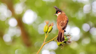 Birds Singing: Soothing Relaxing Nature Sounds: Reduce Stress, Relax, Sleep Well