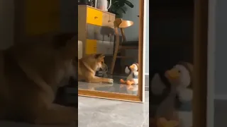 Собака разговаривает с игрушкой )))
